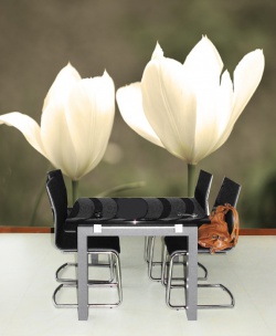 Obrazki - Fototapeta - " Białe tulipany"