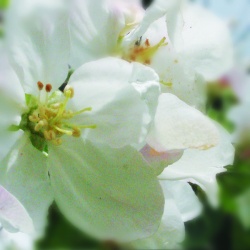 Obrazki - Kwiaty - "Jabłoń"