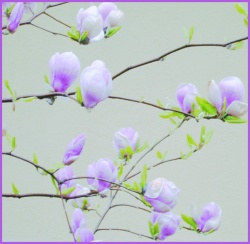 Obrazki - Kwiaty - "Magnolia"