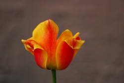 Obrazki - Kwiaty - "Tulipan"
