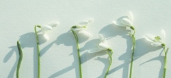 Obrazki - Kwiaty - "Przebiśniegi"
