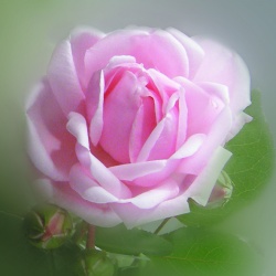 Obrazki - Kwiaty - "Róża"