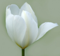 Obrazki - Kwiaty - "Tulipan pastelowy"