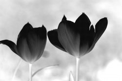 Obrazki - Kwiaty - "Tulipany czarne"