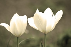 Obrazki - Kwiaty - "Tulipany"