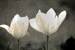 Obrazki - Kwiaty - "Tulipany"
