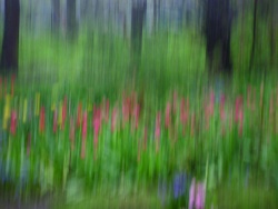Obrazki - Pejzaż - "Tulipany w deszczu", autor - Jolanta Czernecka