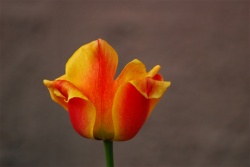 Usługi - Fotografia - Tulipan